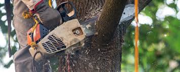 Best Tree Preservation Services  in Milpitas, CA