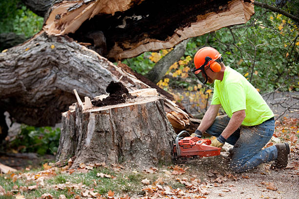 Best Tree and Shrub Care  in Milpitas, CA