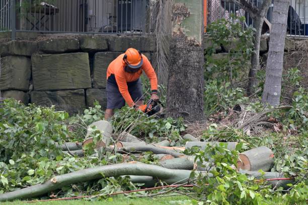 Best Tree Disease Treatment  in Milpitas, CA